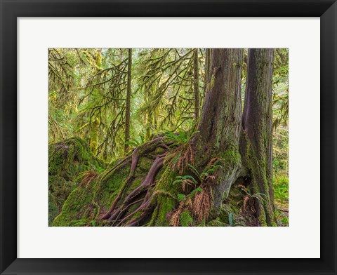 Framed Western Red Cedar Growing On A Boulder, Washington State Print