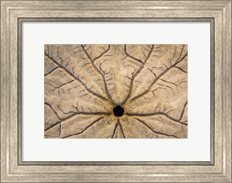 Framed Design On The Bottom Of A Sand Dollar Shell Print