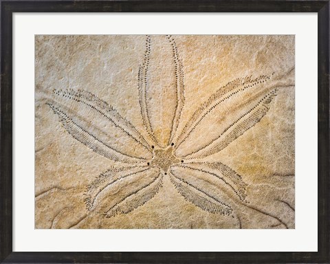 Framed Design On The Top Of A Sand Dollar Shell Print