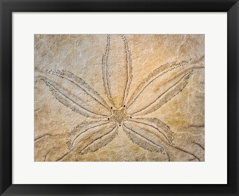 Framed Design On The Top Of A Sand Dollar Shell Print