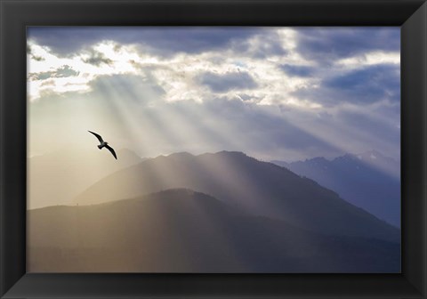 Framed Seagull And God Rays Over The Olympic Mountains Print