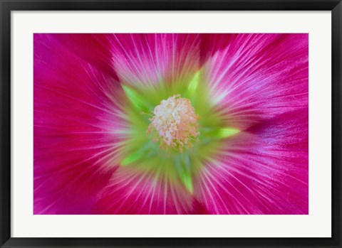 Framed Close-Up Of A Hollyhock Blossom Print