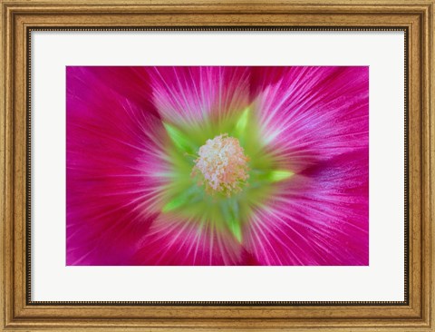 Framed Close-Up Of A Hollyhock Blossom Print