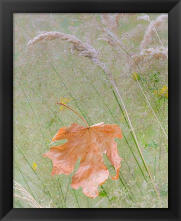 Framed Maple Leaf In Meadow Grasses Print