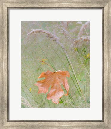 Framed Maple Leaf In Meadow Grasses Print