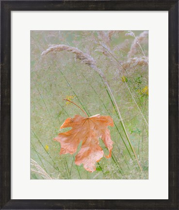 Framed Maple Leaf In Meadow Grasses Print