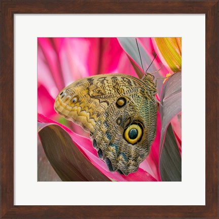 Framed Close-Up Of An Owl Butterfly Print