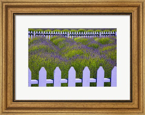 Framed Field Of Lavender With A  Picket Fence, Washington State Print