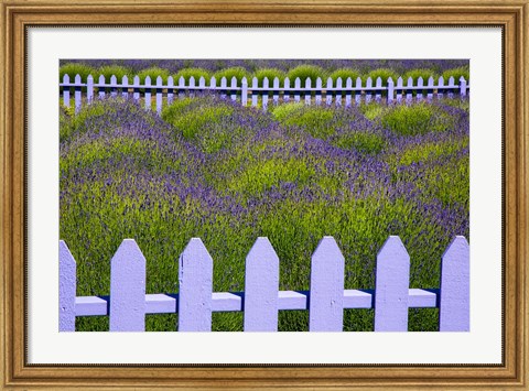 Framed Field Of Lavender With A  Picket Fence, Washington State Print