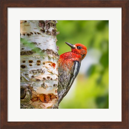 Framed Red-Breasted Sapsucker On A Paper Birch Tree Print