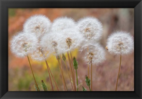 Framed Salsify Seed Heads Print