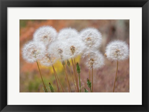 Framed Salsify Seed Heads Print