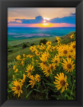 Framed Landscape With Douglas&#39; Sunflowers In The Palouse Hills Print