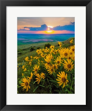 Framed Landscape With Douglas&#39; Sunflowers In The Palouse Hills Print