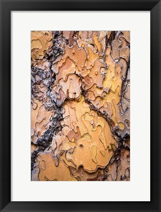 Framed Ponderosa Pine Tree Bark Detail Print