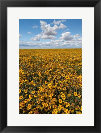 Framed Coneflower Field, Washington State Print