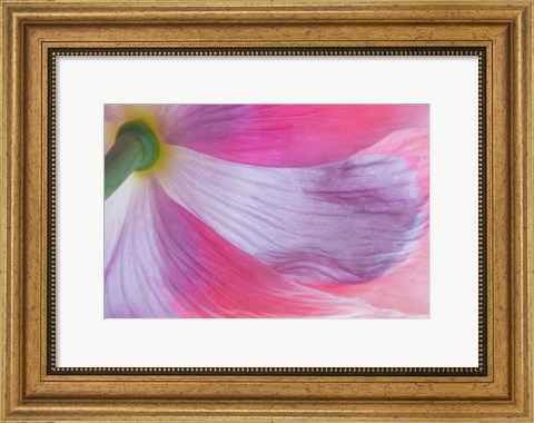 Framed Underside Of A Pink Poppy Flower Print