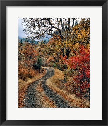 Framed Road And Autumn-Colored Oaks, Washington State Print