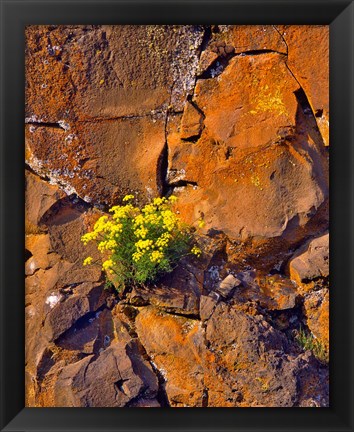 Framed Lomatium Flowers On Basalt Rocks Print