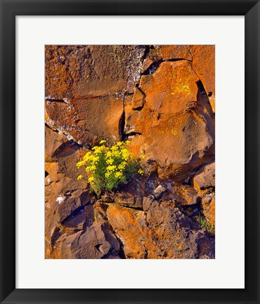 Framed Lomatium Flowers On Basalt Rocks Print