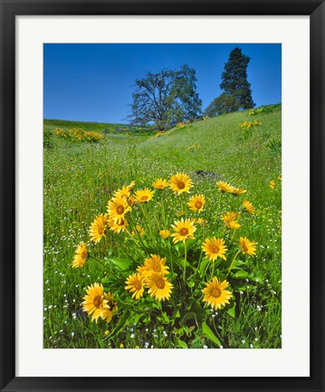 Framed Balsamroot, Pine And Oak Trees On A Hillside, Washington State Print