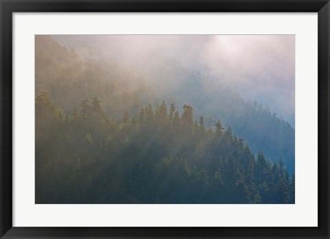 Framed Coastal Forest In Morning Fog, Washington State Print