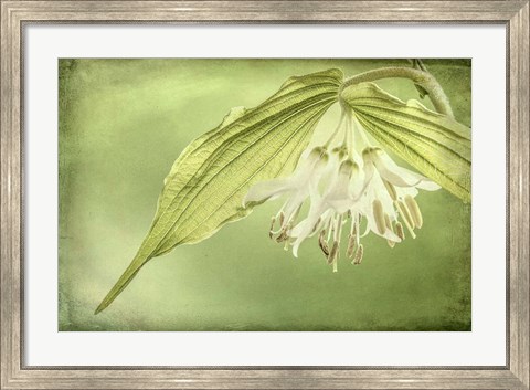 Framed Close-Up Of Hooker&#39;s Fairy Bell Flowers Print