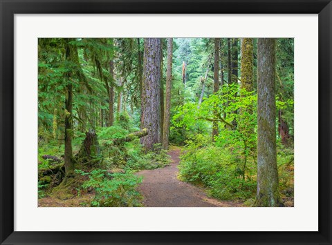 Framed Trail Through An Old Growth Forest, Washington State Print