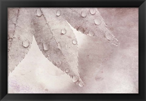 Framed Dew Drops On A Maple Leaf Print