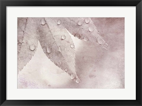 Framed Dew Drops On A Maple Leaf Print