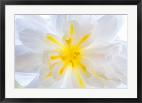 Framed Close-Up Of A Begonia Blossom Print