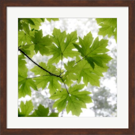 Framed Big Leaf Maples In Summer Print