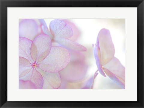 Framed Close-Up Of Soft Pink Hydrangea Flower Print