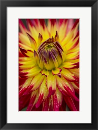 Framed Detail Of A Vibrant Dahlia Flower Print