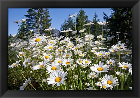 Framed Scenic View Of Oxeye Daisies Print