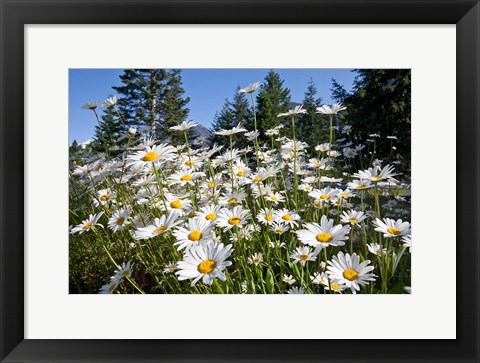 Framed Scenic View Of Oxeye Daisies Print