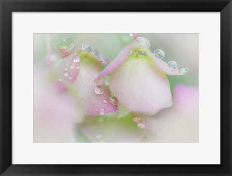 Framed Dew Drops On Ornamental Oregano Print