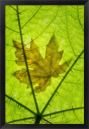 Framed Big Leaf Maple On A Devil&#39;s Club Leaf Print