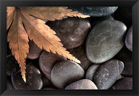 Framed Zen Maple Leaf On Rocks Print