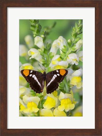 Framed California Sister Butterfly On Yellow And White Snapdragon Flowers Print