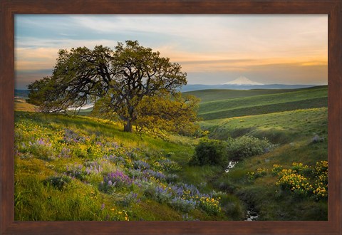 Framed Oak Tree At Columbia Hills State Park Print