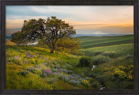 Framed Oak Tree At Columbia Hills State Park Print