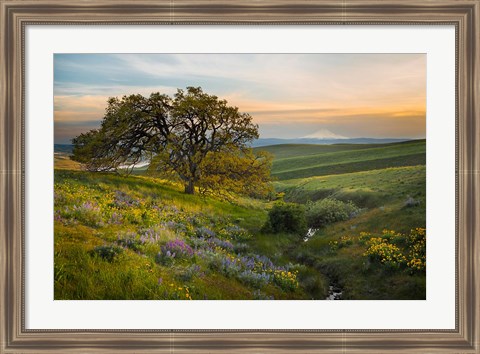 Framed Oak Tree At Columbia Hills State Park Print
