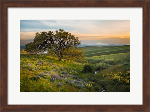 Framed Oak Tree At Columbia Hills State Park Print