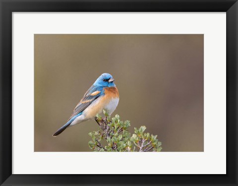 Framed Lazuli Bunting On A Perch At The Umtanum Creek Recreational Are Print