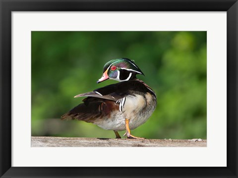 Framed Wood Duck Preens While Perched On A Log Print