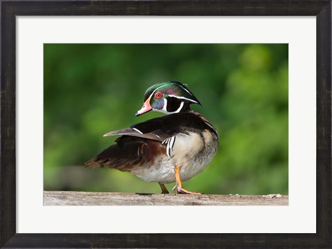 Framed Wood Duck Preens While Perched On A Log Print
