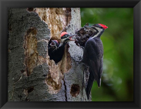 Framed Pileated Woodpecker Aside Nest With Two Begging Chicks Print