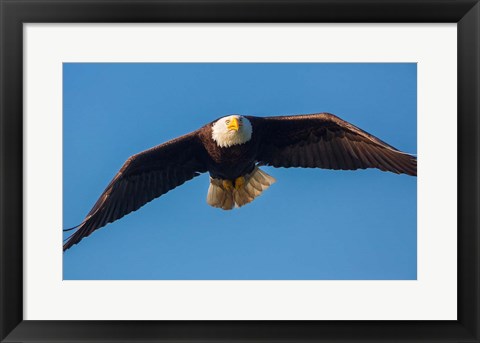 Framed Bald Eagle In Flight Over Lake Sammamish Print