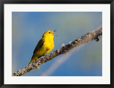 Framed Yellow Warbler Sings From A Perch Print